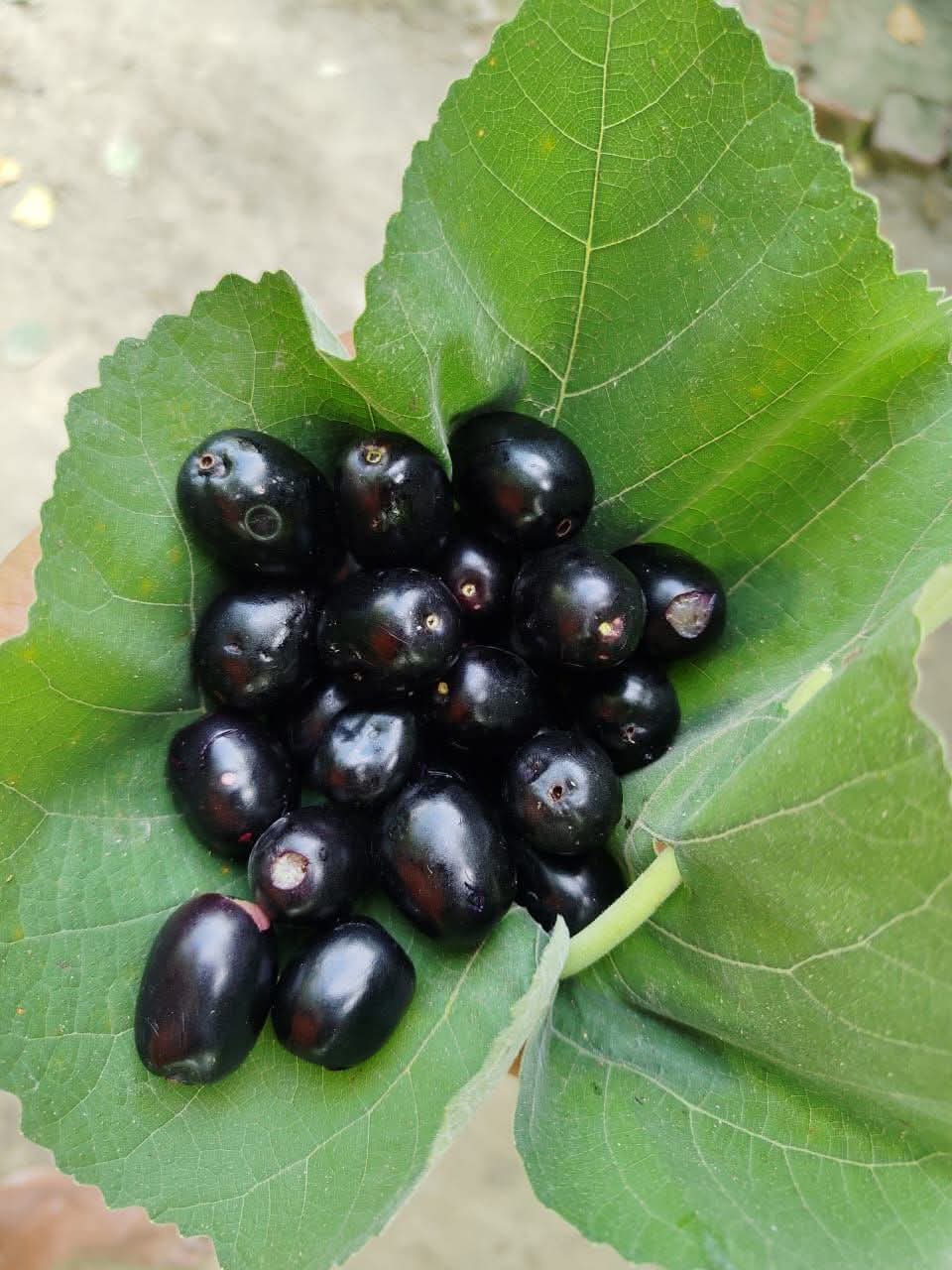 FB_IMG_1751168707350